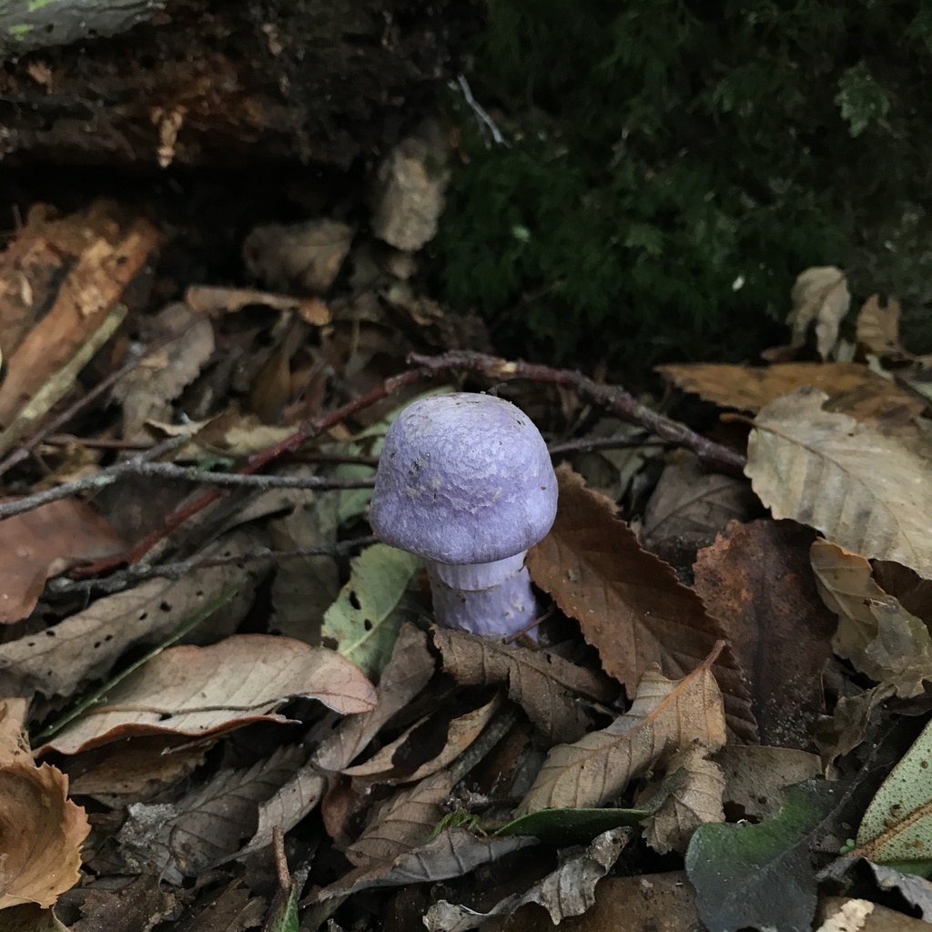 Cortinarius contulmensis · May 2022 · photo: © cristianriquelme (iNaturalist, cc-by)