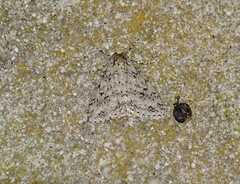 Pseudocoremia rudisata