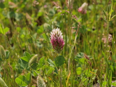 Trifolium incarnatum molinerii