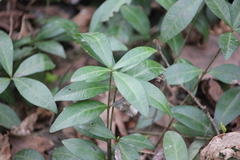 Vinca minor