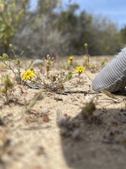 Lessingia pectinata pectinata
