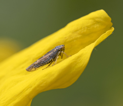 Colladonus geminatus