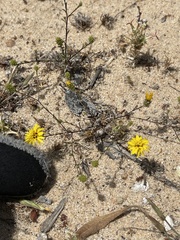 Lessingia pectinata pectinata