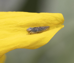 Colladonus geminatus