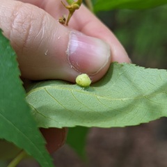 Phylloxera caryaeavellana