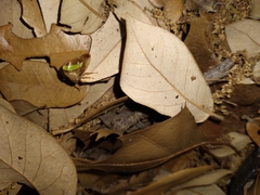 Smilia camelus