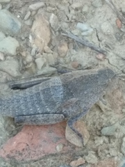 Ocnerodes prosternalis