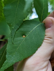 Phylloxera caryaeavellana