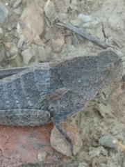 Ocnerodes prosternalis
