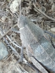 Ocnerodes prosternalis