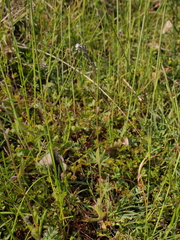 Myosotis discolor discolor