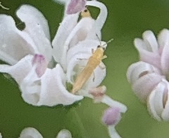 Frankliniella