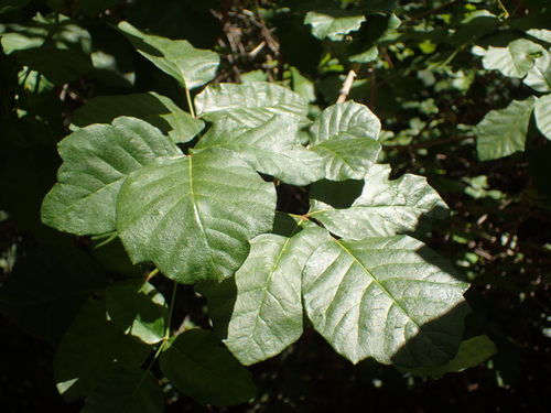 iNaturalist observation photo of Pacific poison oak