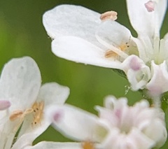 Frankliniella