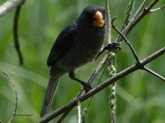 Sporophila schistacea