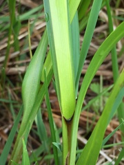 Carex trichocarpa