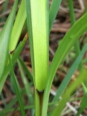 Carex trichocarpa