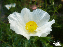 Argemone grandiflora