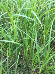 Carex trichocarpa