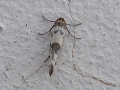 Enolmis acanthella