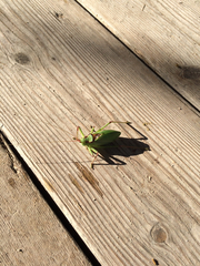 Paracyrtophyllus robustus