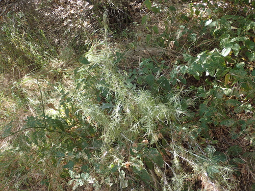 iNaturalist observation photo of California sagebrush