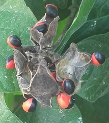 Rhynchosia precatoria