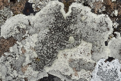 Lecanora argopholis