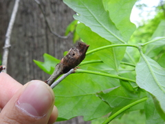 Andricus quercuspetiolicola