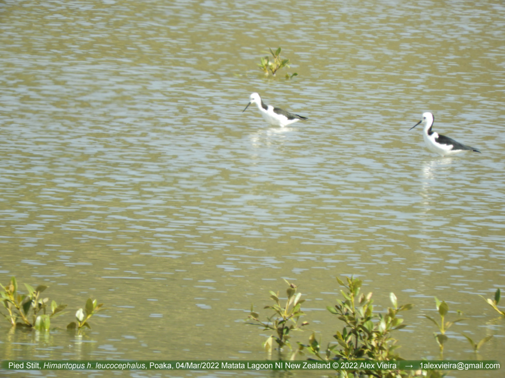 Pied Stilt from Matatā, New Zealand on March 4, 2022 at 10:29 AM by ...