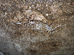 Grapsus adscensionis