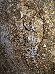 Grapsus adscensionis