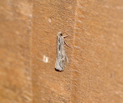 Tinea pallescentella