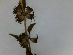 Teucrium canadense occidentale