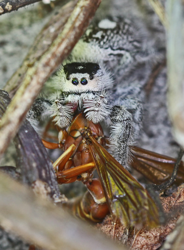 Southern Paper Wasp photo 3