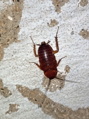 Periplaneta brunnea