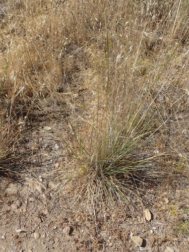iNaturalist observation photo of purple needlegrass