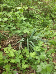 Yucca gloriosa tristis