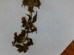 Teucrium canadense occidentale