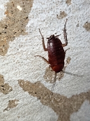 Periplaneta brunnea