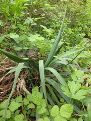 Yucca gloriosa tristis