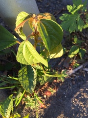 Acalypha australis