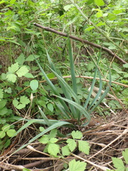 Yucca gloriosa tristis