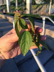 Acalypha australis