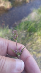 Plectritis ciliosa