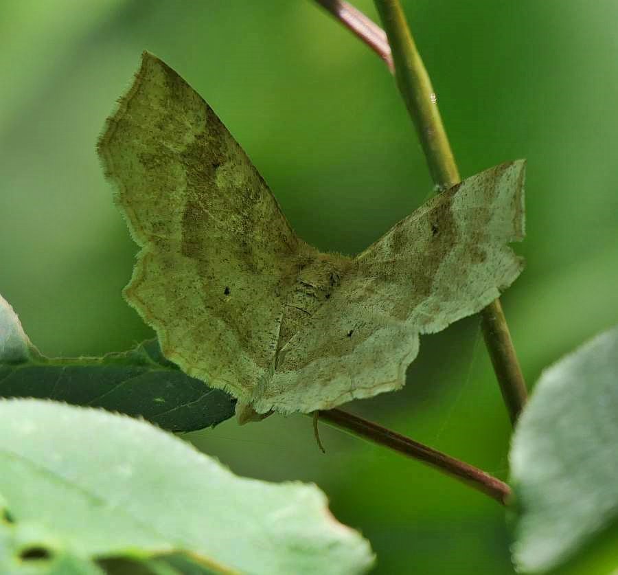 Pale Metarranthis Moth