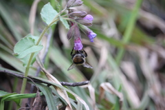 Bombus