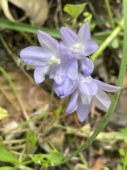 Dichelostemma congestum
