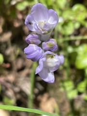 Dichelostemma congestum