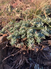 Porophyllum linifolium